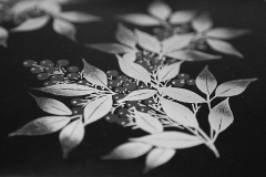 OG070101-1D-001